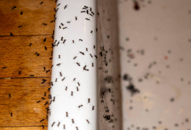  Canaan, CT Pest Control Pros